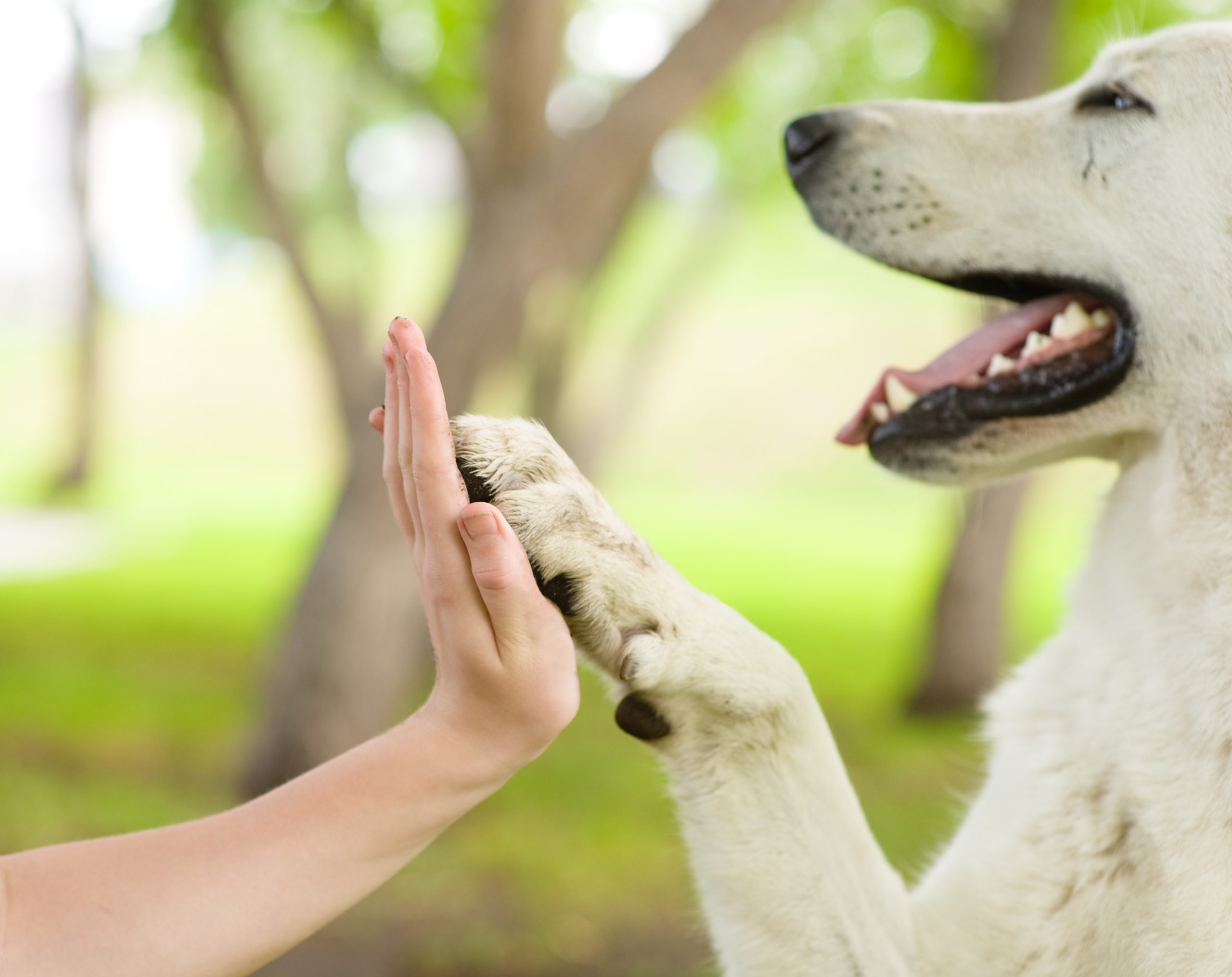 The Indispensable Role of Dogs in Our Lives: Understanding their Significance for Emotional Well-being and Companionship