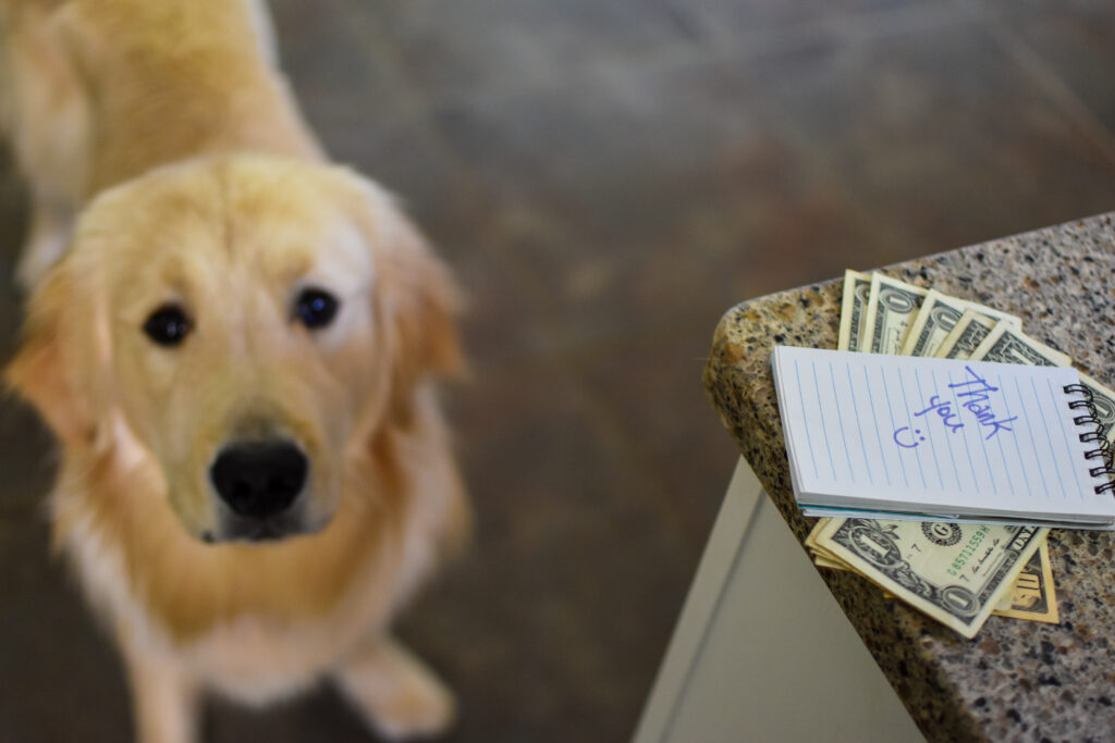 Appreciating the Efforts: Is it Common to Tip Dog Watchers?