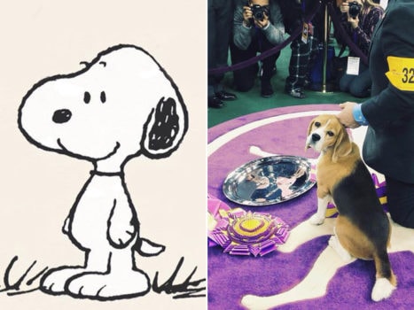 What dog breed is Snoopy: Unveiling the Mystery Behind Charlie Brown's Beloved Pet