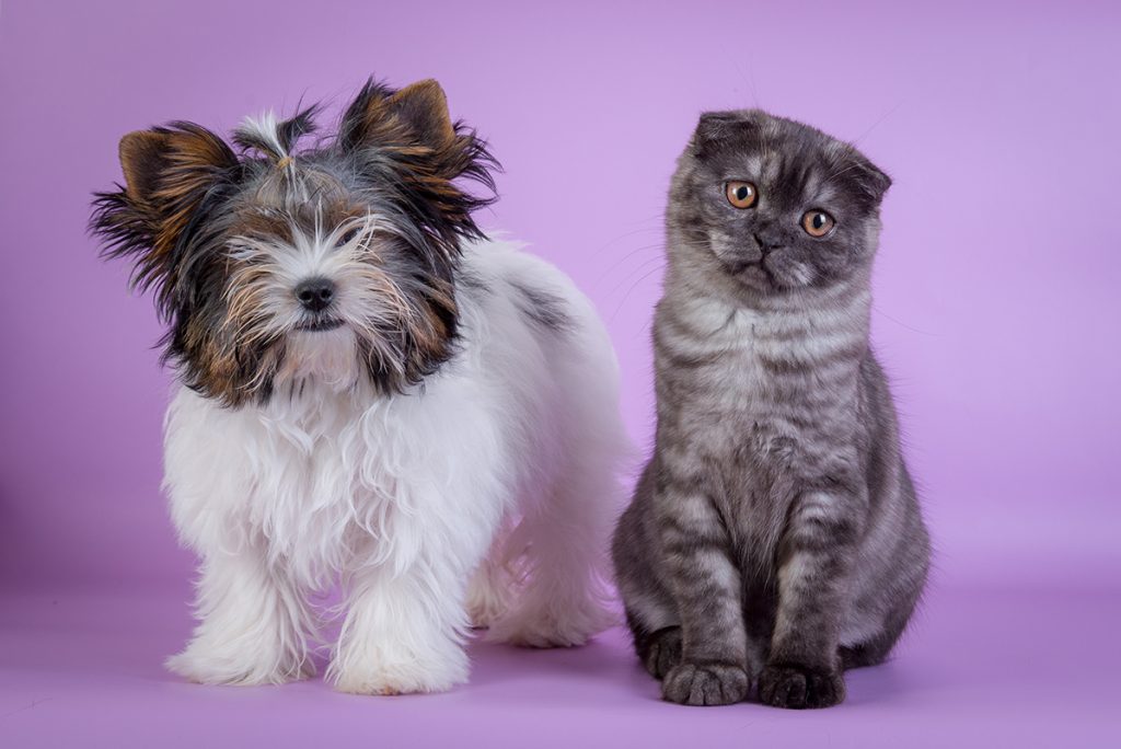 Why Dogs and Cats Can't Breed: Understanding Genetic Barriers between Species