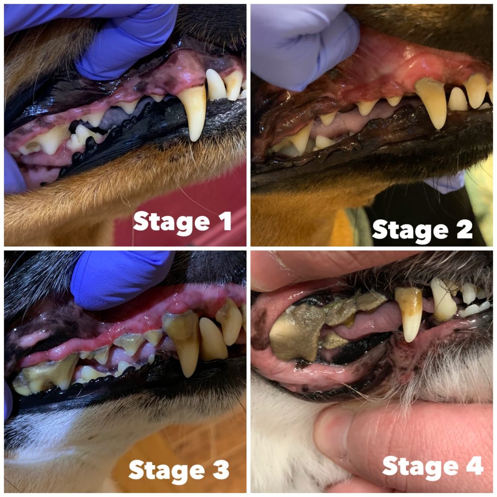 Understanding the Cost of Professional Dog Teeth Cleaning and Its Benefits