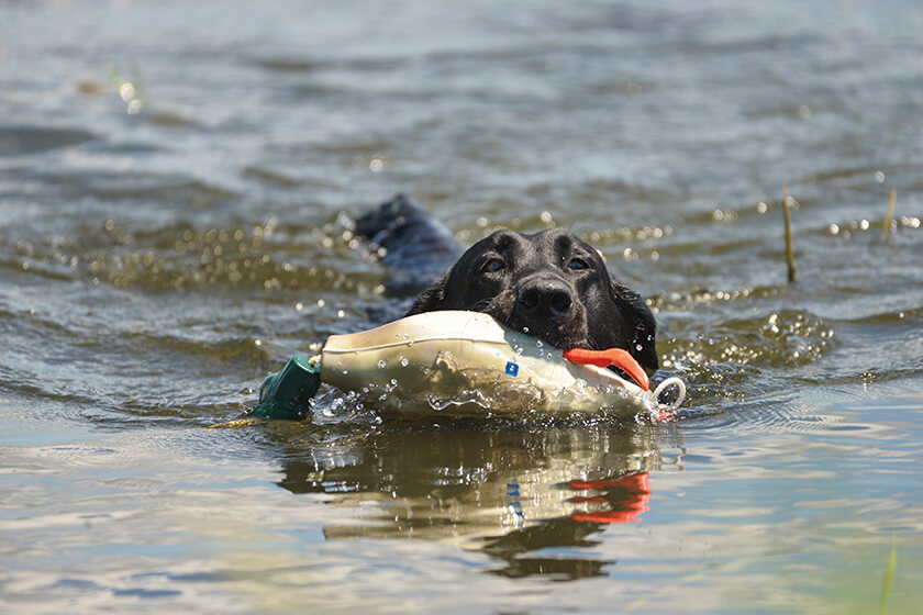 The Complete Guide to Training Your Duck Dog From Start to Finish