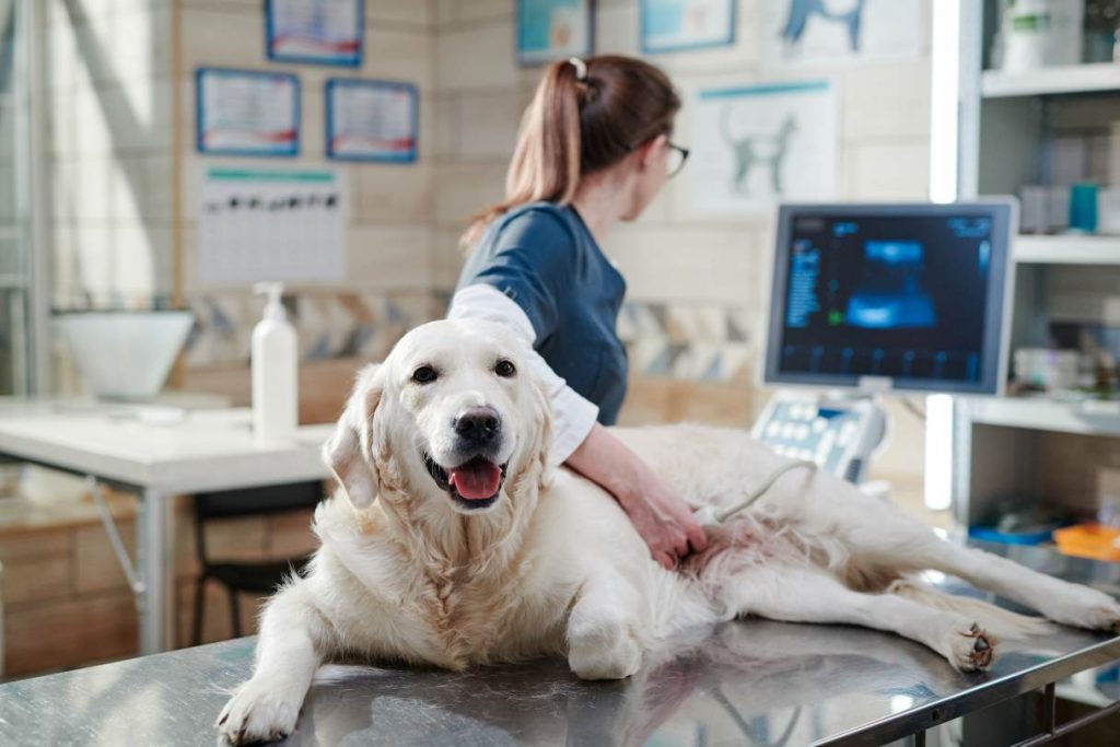 The Cost of Ultrasound for Dogs: A Guide For Pet Owners