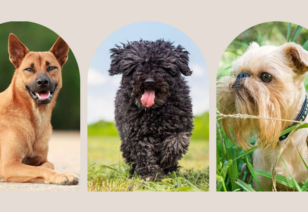 The Top Dog Breeds for Families: Find Your Perfect Furry Companion