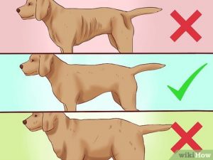 The Best Approach to Help Your Dog Gain Weight Naturally