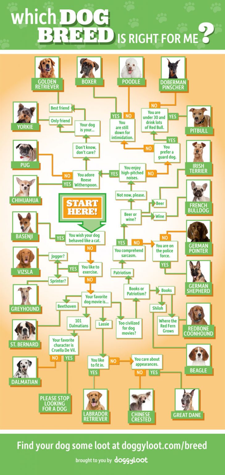 Find the Perfect Dog Breed for You: Take This Fun Quiz!