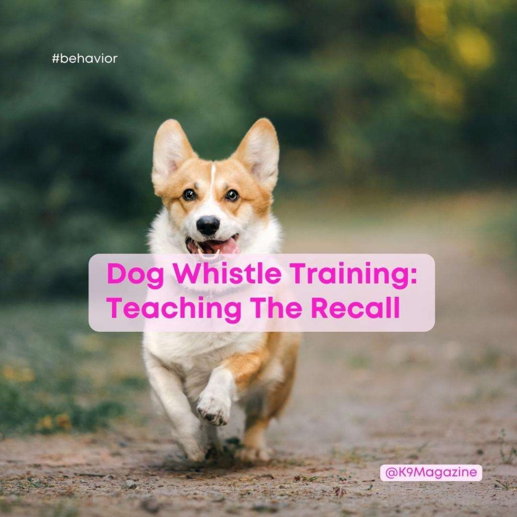 Effective Ways to Train Your Dog's Recall Using a Dog Whistle