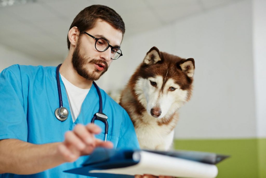 How Much Does a Dog X-Ray Cost: A Comprehensive Guide to Veterinary Imaging Expenses