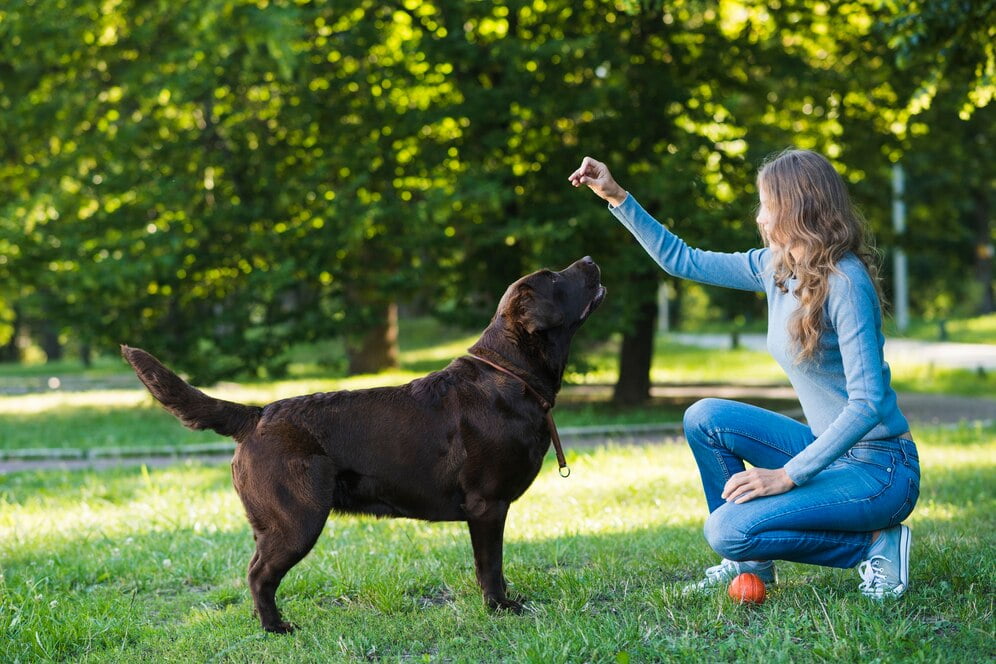 Building Strong Owner-Dog Bonds: Fostering Trust Through Training