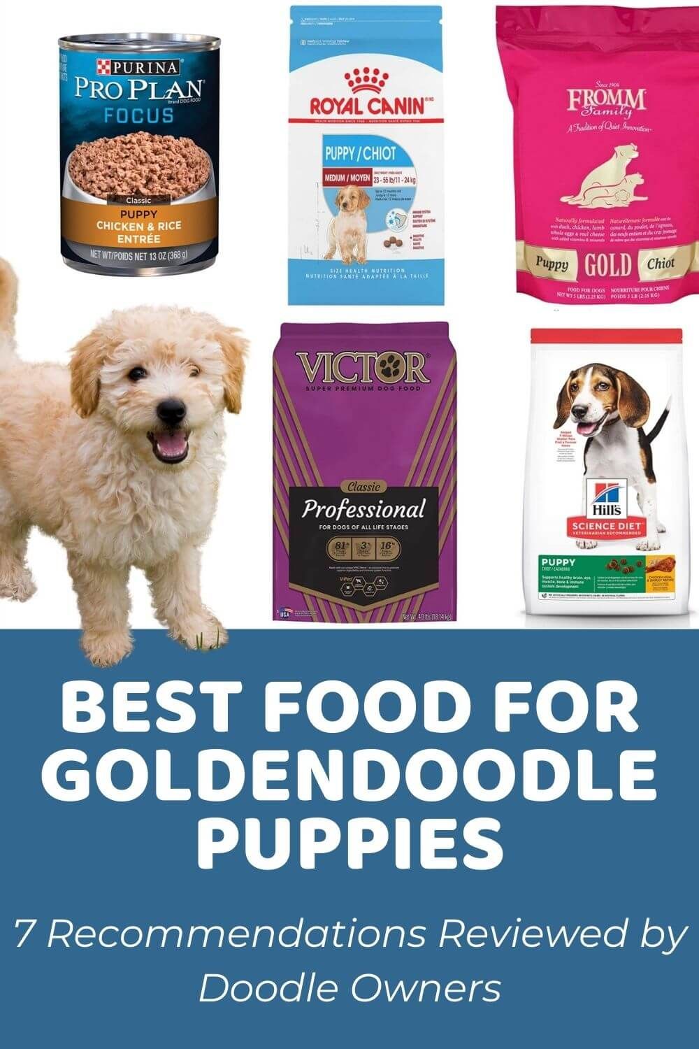 The Top Dog Food Choices for Your Goldendoodle's Optimal Health