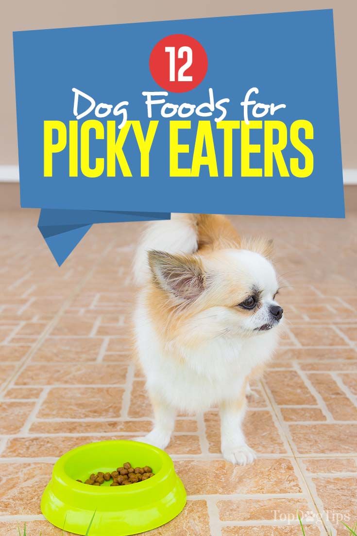 Delicious and Nutritious Options for Fussy Eaters: A Guide to Dog Food that Appeals to Picky Canines