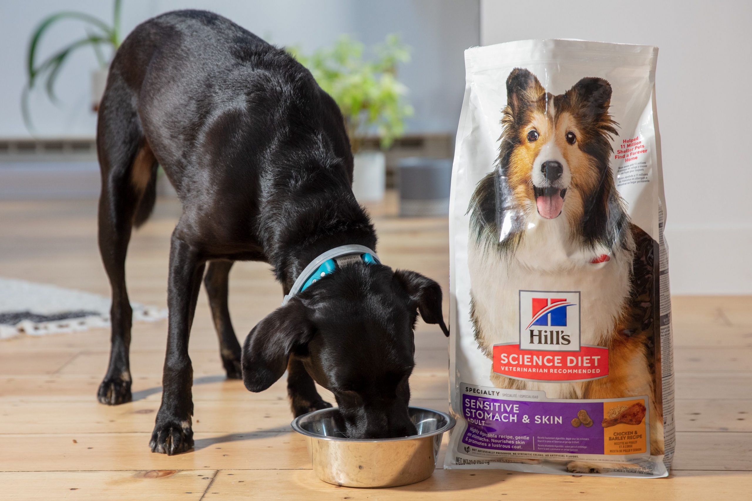 Finding the Perfect Dog Food for Dogs with Sensitive Stomachs: A Guide to Healthy and Digestible Options