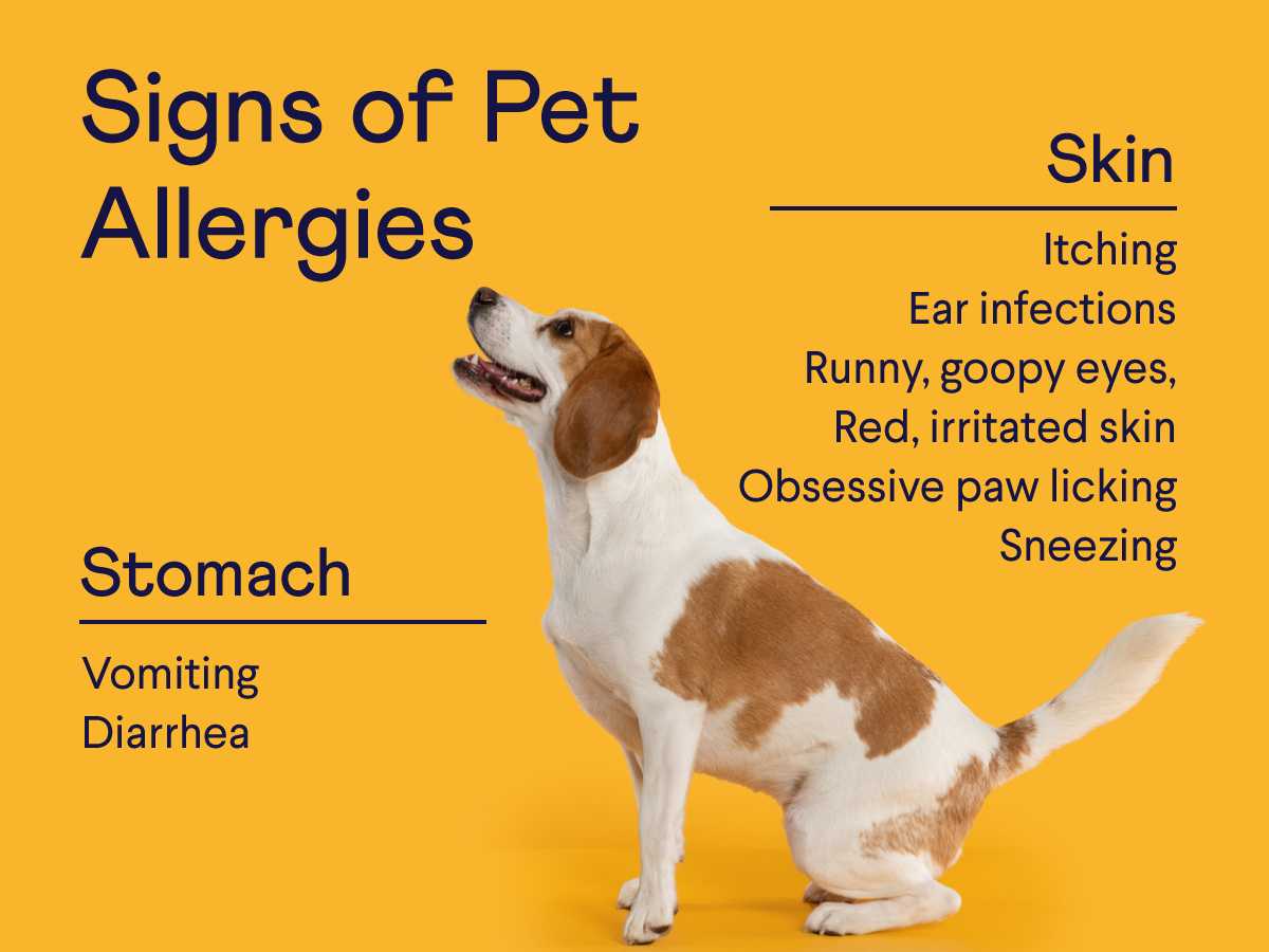 The Best Dog Food to Relieve Itchy Skin: A Comprehensive Guide for Pet Owners