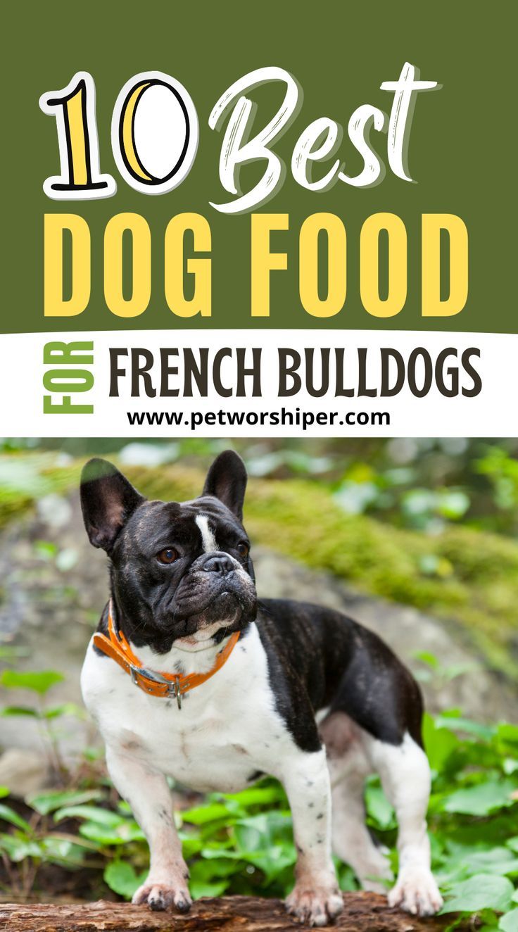 The Perfect Diet for Your French Bulldog: A Guide to Finding the Best Dog Food