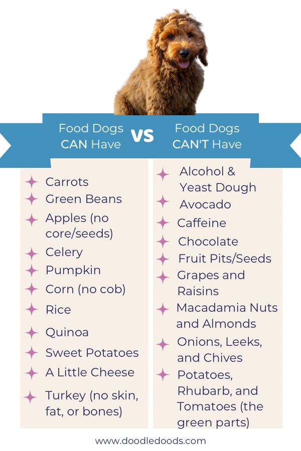 Safe Food for Dogs: A Comprehensive Guide on Foods to Avoid Feeding Your Beloved Canine Companion