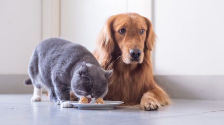 Can Cats Safely Consume Dog Food? A Veterinary Perspective Explained