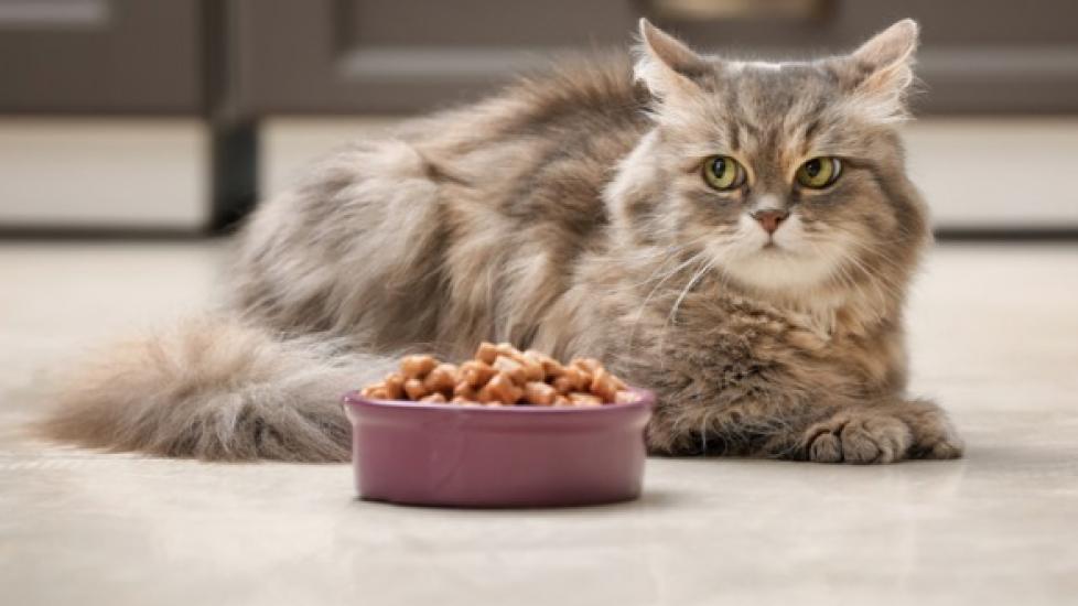 Can Cats Safely Consume Dog Food? A Guide to Feline Dietary Needs