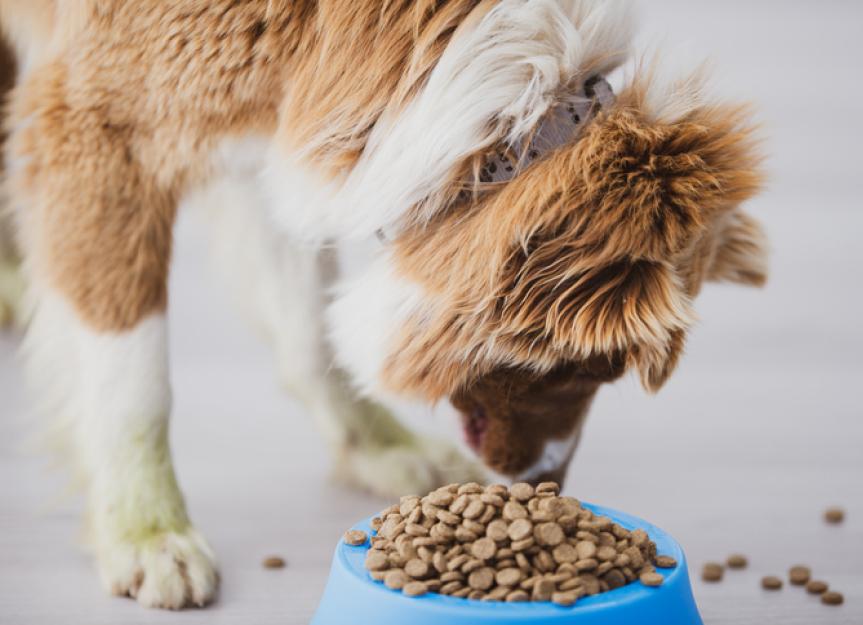 Top Picks: The Best Dog Food for Effective Weight Loss