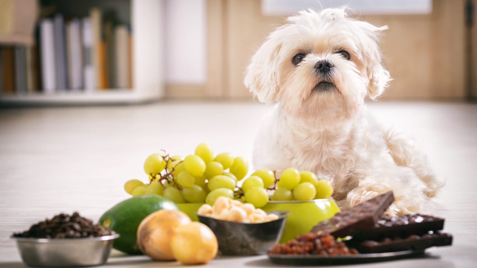 Dangerous for Dogs: Common Foods You Should Avoid Giving to Your Beloved Pets