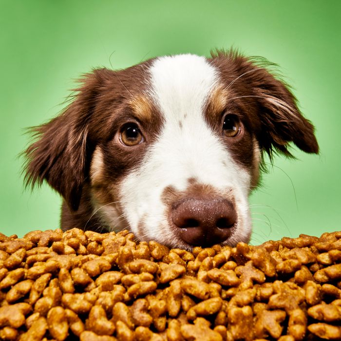 The Top Picks for Labrador Retrievers: A Nutritional Guide to Choosing the Best Dog Food