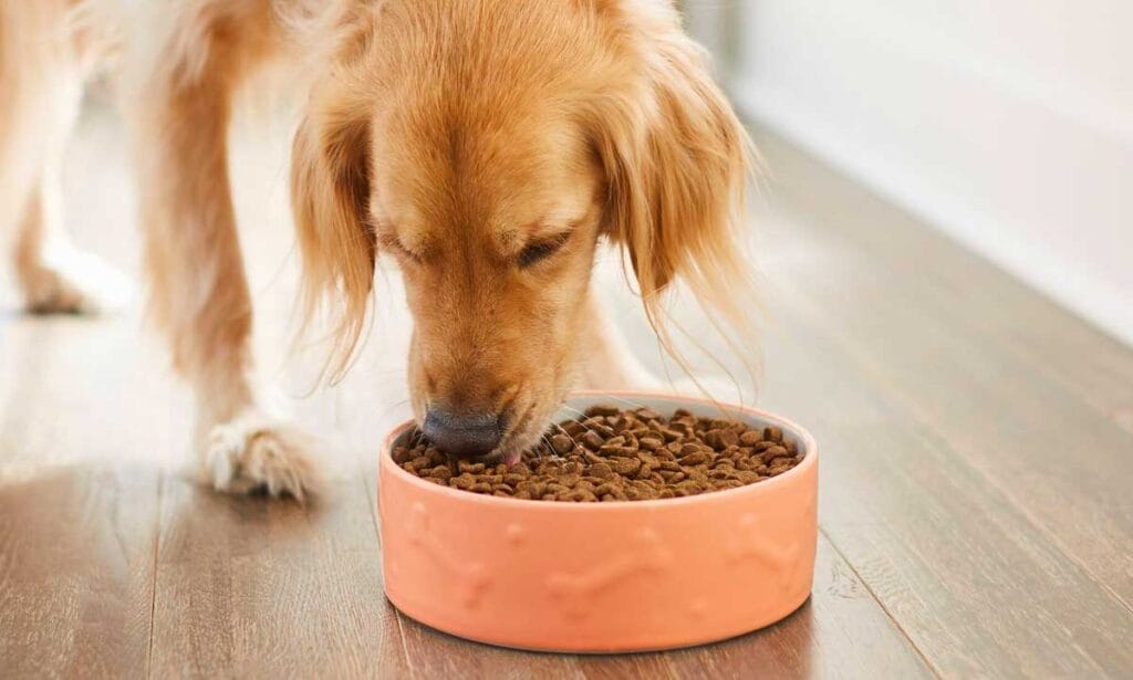 What is the Right Amount of Dog Food to Feed Your Furry Friend?