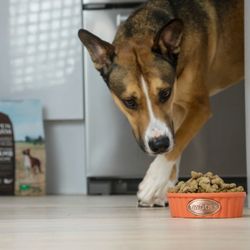 The Perfect Spot for Quality Dog Food: Find a Nearby Store That Caters to Your Furry Friend's Nutrition Needs