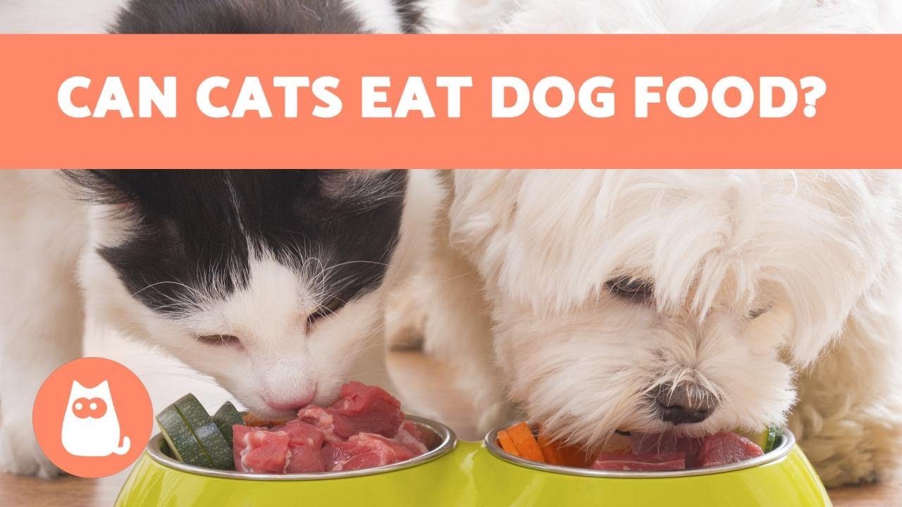 Can Cats Safely Consume Dog Food? Expert Insights and Dietary Recommendations