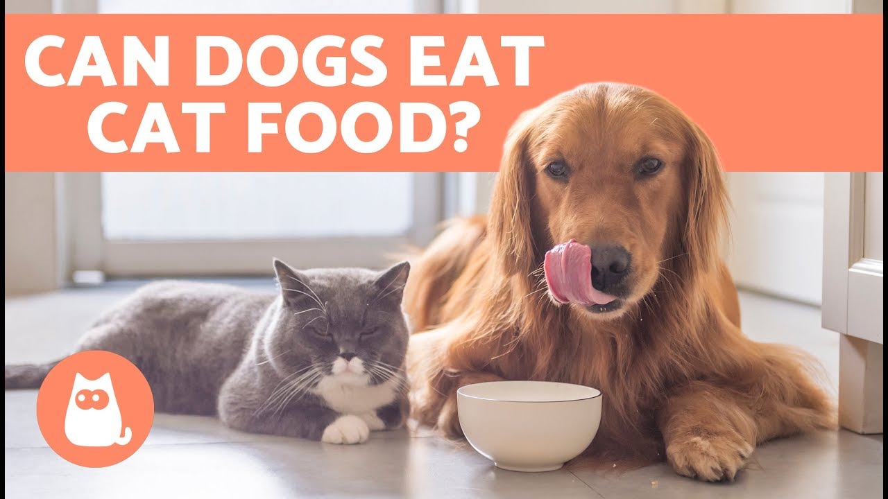 Can Dogs Safely Consume Cat Food: A Comprehensive Guide for Pet Owners