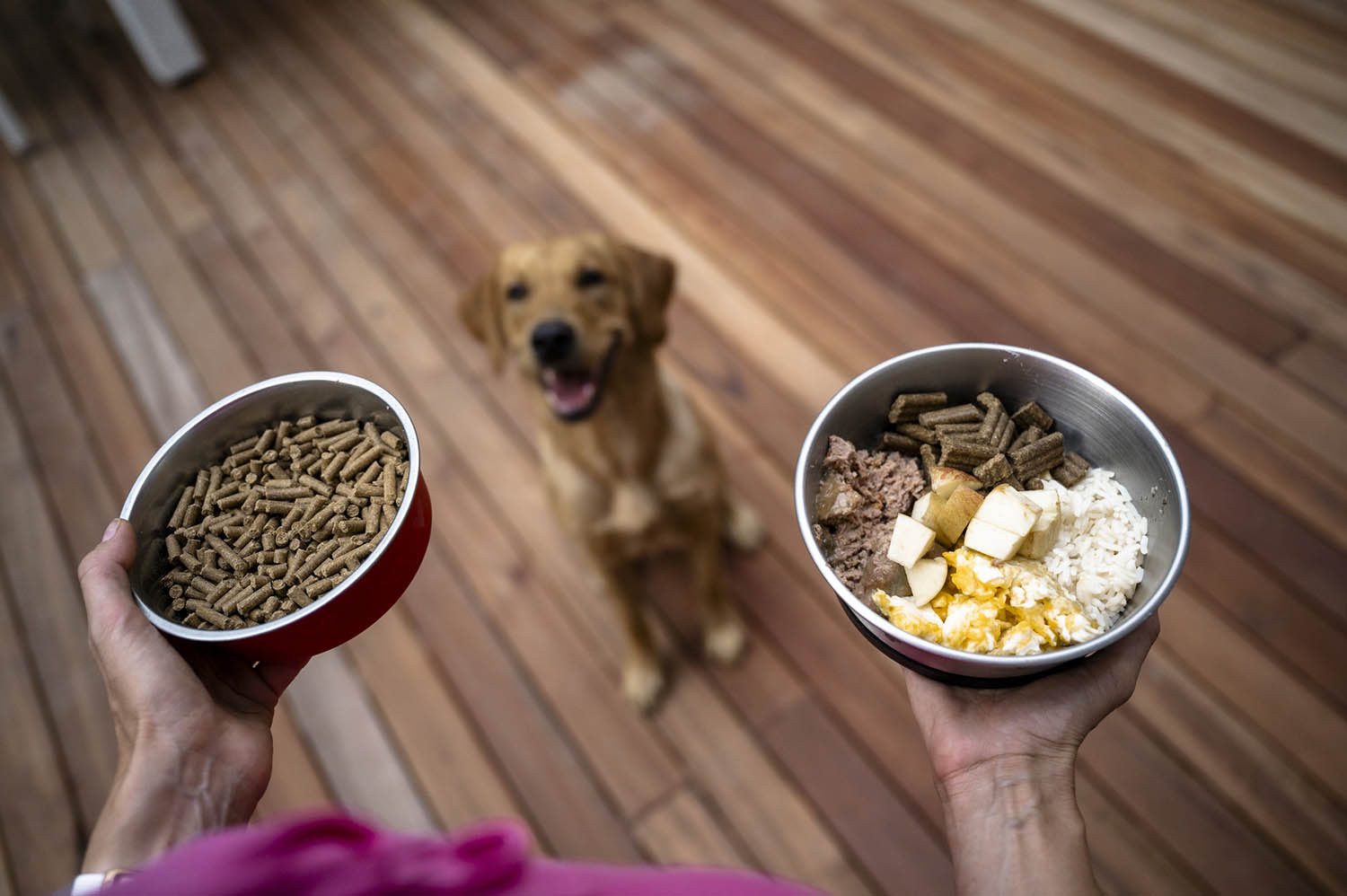 Healthy and Satisfying: Nourishing Your Dog with a Balanced 1000-Calorie Daily Diet