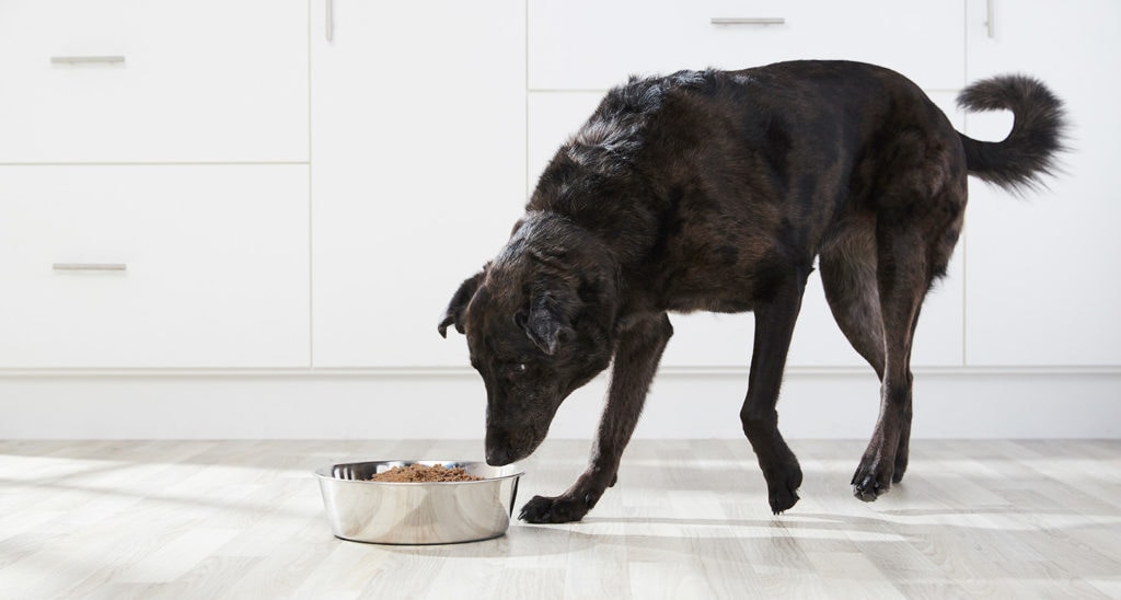 The Top Nutritional Choices for Senior Dogs: Ensuring a Healthy Diet for Your Aging Canine