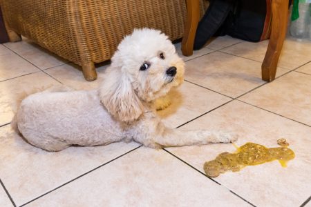 Why is My Dog Throwing Up Undigested Food: Understanding the Causes and Solutions