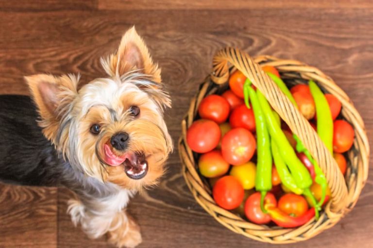 Can Dogs Handle Spicy Food? Understanding the Spice Tolerance of Man's Best Friend