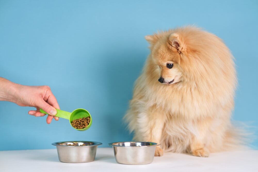 Can Puppies Safely Consume Adult Dog Food: A Guide for Pet Owners