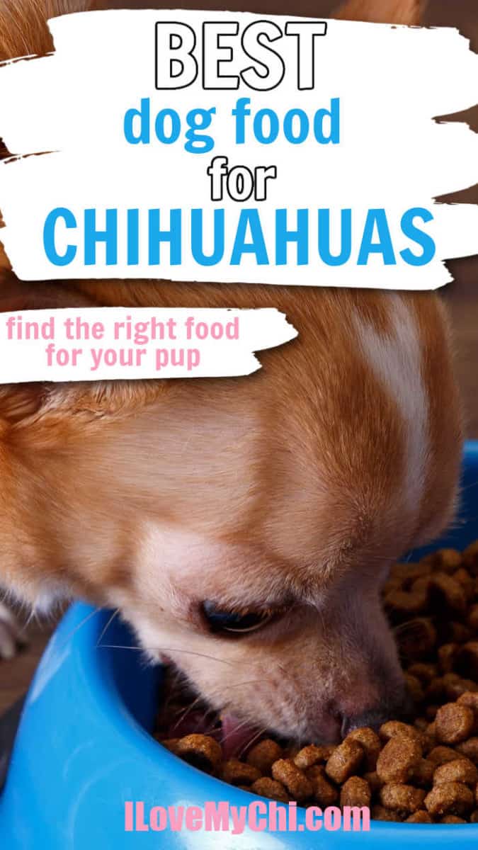 The Top Dog Foods Tailored for Chihuahuas: A Comprehensive Guide