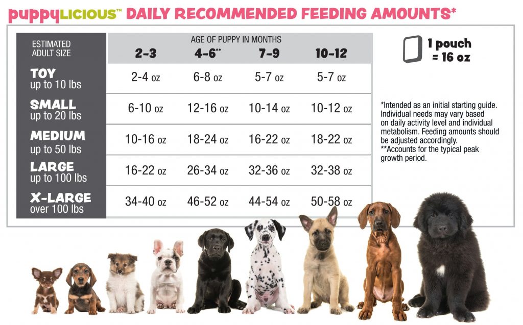 Finding the Right Portion: A Complete Guide to Dog Food Portions for Your Furry Friend