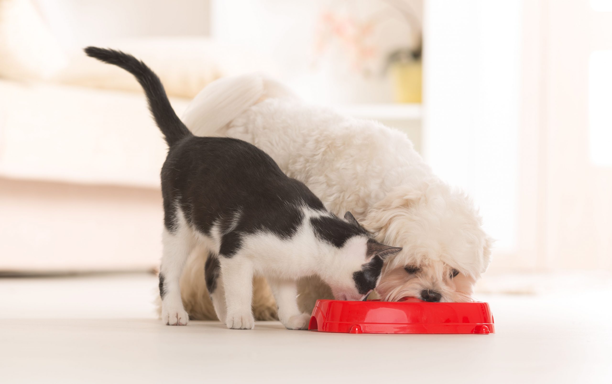 Is It Safe for Cats to Eat Dog Food? Understanding the Dietary Needs of Your Feline Friend